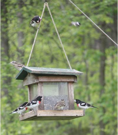 001 - Copy (4) 400x456