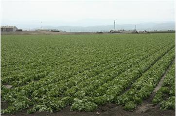 California Lettuce