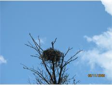 SL Rouge River Espray Nest