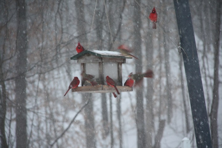 Cardinals in Winter 005