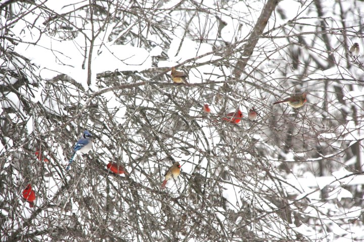 Christmas Blizzard Birds