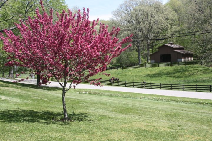 Spring 2013 Front Yard