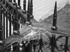 Cobwebs_on_fence