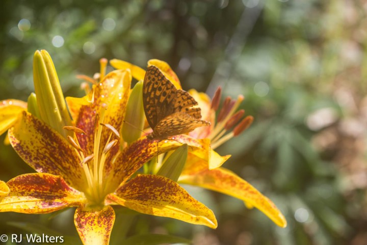 Lilly with Butterfly