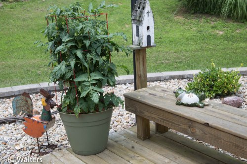 Tomato Plants
