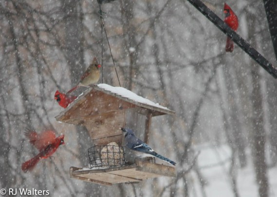 Birds at Feeder