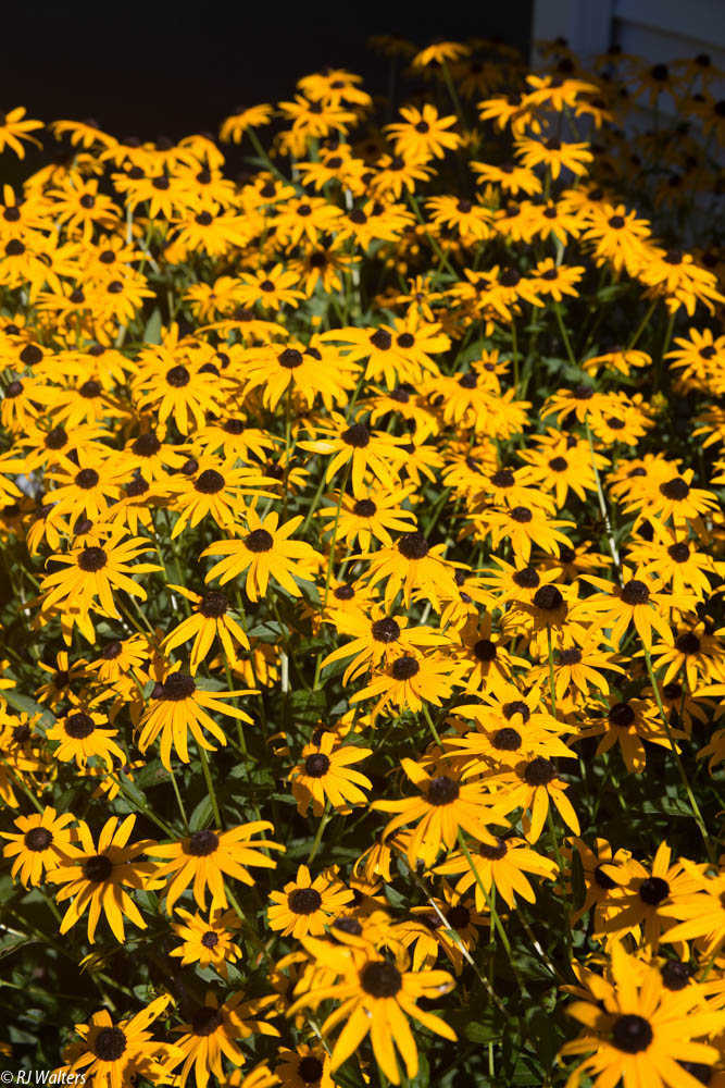 Blck Eyed Susan
