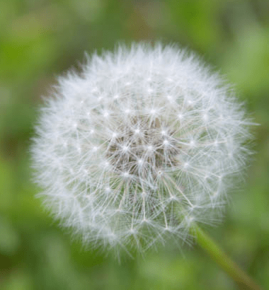 Dandelion-crop