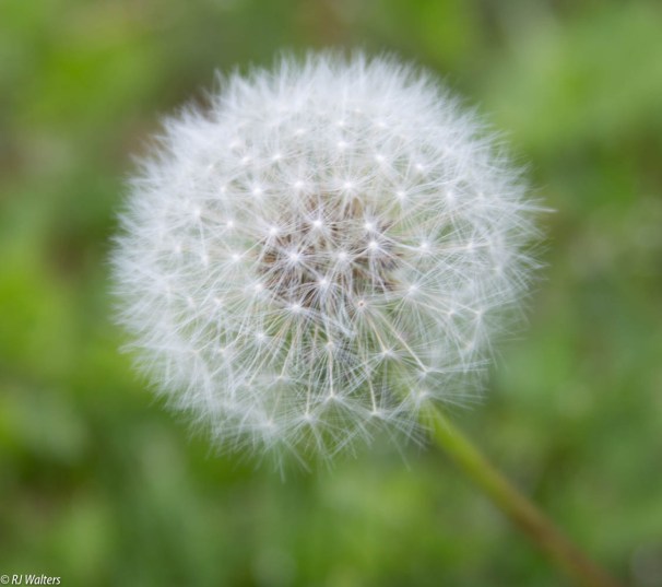 Artistry of Nature.jpg