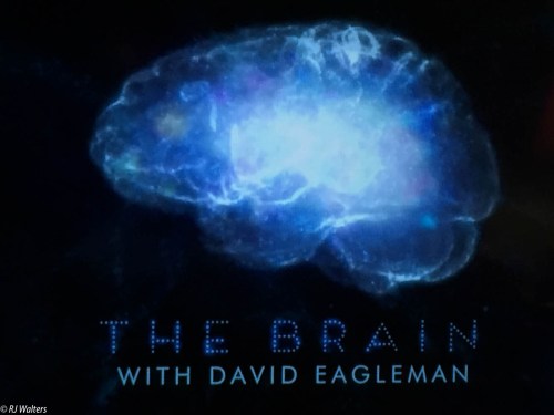 The Brain PBS Series