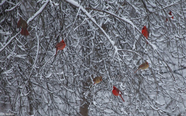 Winter Cardinals-2.jpg