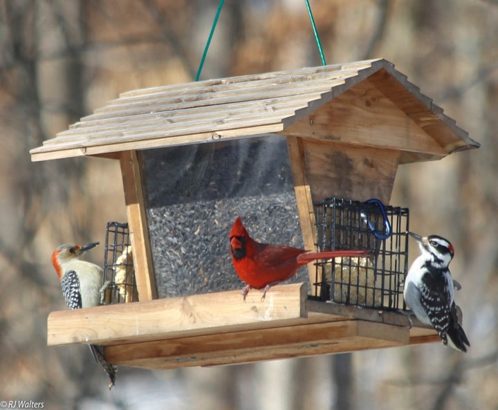 Feathered Friends.jpg