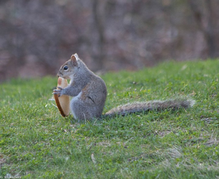 Squirrel with toast.jpg