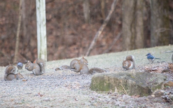 Feeder Squirrels-3.jpg