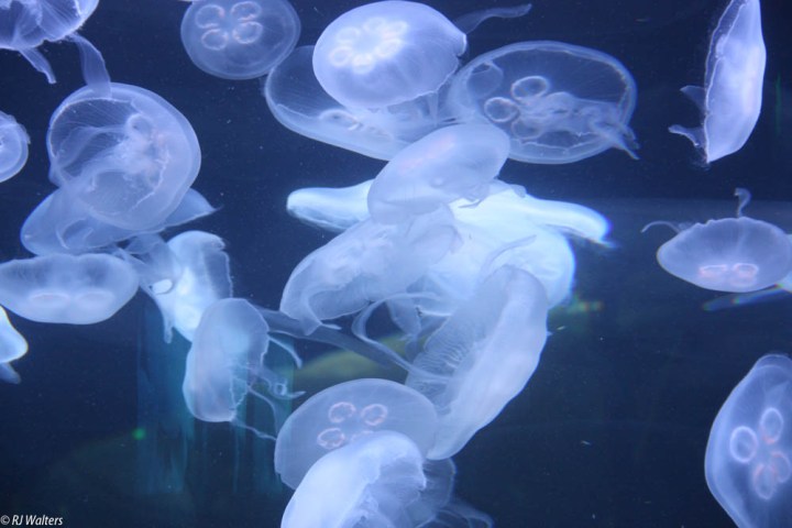 SF Jelly Fish.jpg