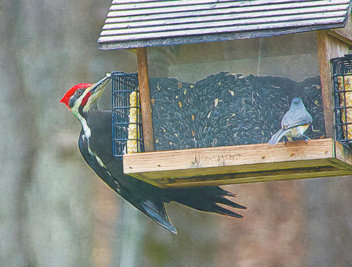 A Rare Sight…Pileated Woodpecker – RJ's Corner